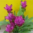 Colorful New Arrival Curcuma Bonsai Flower Plants Rarest 200 PCS Seeds Colorful New Arrival Curcuma Bonsai Flower Plants Rarest 200 PCS Seeds