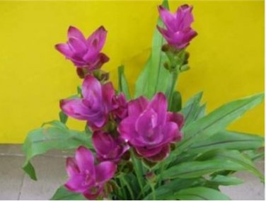 Colorful New Arrival Curcuma Bonsai Flower Plants Rarest 200 PCS Seeds