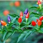 Colorful Ornamental Pepper Mini Bubble Rainbow Garden 20 PCS Seeds