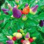 Colorful Ornamental Pepper Mini Bubble Rainbow Garden 20 PCS Seeds