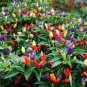 Colorful Ornamental Pepper Mini Bubble Rainbow Garden 20 PCS Seeds