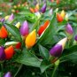 Colorful Ornamental Pepper Mini Bubble Rainbow Garden 20 PCS Seeds