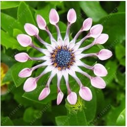 Colorful Osteospermum 100 PCS Seeds