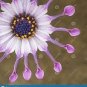 Colorful Osteospermum 100 PCS Seeds
