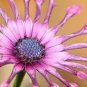 Colorful Osteospermum 100 PCS Seeds