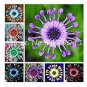 Colorful Osteospermum 100 PCS Seeds