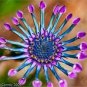Colorful Osteospermum Bonsai 100 PCS Seeds