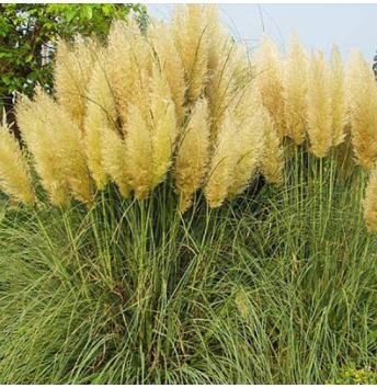 Colorful Pampas Grass Cortaderia Bonsai 300 PCS Seeds