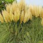 Colorful Pampas Grass Cortaderia Bonsai 300 PCS Seeds