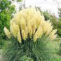 Colorful Pampas Grass Cortaderia Bonsai 300 PCS Seeds