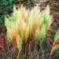Colorful Pampas Grass Cortaderia Bonsai 300 PCS Seeds