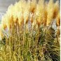 Colorful Pampas Grass Cortaderia Bonsai 300 PCS Seeds