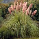 Colorful Pampas Grass Cortaderia Seed are Very Beautiful Garden Plants 1000 PCS Seeds Colorful Pampas Grass Cortaderia Seed are Very Beautiful Garden Plants 1000 PCS Seeds