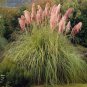 Colorful Pampas Grass Cortaderia Seed are Very Beautiful Garden Plants 1000 PCS Seeds