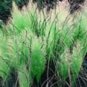 Colorful Pampas Grass Cortaderia Seed are Very Beautiful Garden Plants 1000 PCS Seeds