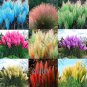 Colorful Pampas Grass Cortaderia Seed are Very Beautiful Garden Plants 1000 PCS Seeds