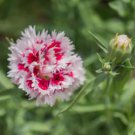 Colorful Pink Seeds Dianthus Chinensis Flower Garden 50 PCS Seeds