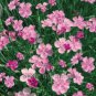 Colorful Pink Seeds Dianthus Chinensis Flower Garden 50 PCS Seeds