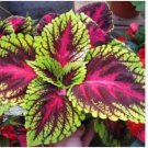 Colorful Plectranthus Coleus 100 PCS Seeds