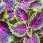 Colorful Plectranthus Coleus 100 PCS Seeds