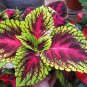 Colorful Plectranthus Coleus 100 PCS Seeds