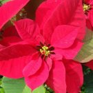 Colorful Poinsettia Potted Bonsai Flower 100 PCS Seeds