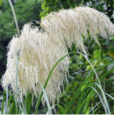 Colorful Pampas Grass Cortaderia Bonsai 300 PCS Seeds