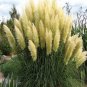 Colorful Pampas Grass Cortaderia Bonsai 300 PCS Seeds