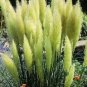 Colorful Pampas Grass Cortaderia Bonsai 300 PCS Seeds