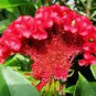 Colorful Pteris Cockscomb (Celosia Spicata) Bonsai Flowers 200 PCS Seeds