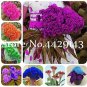 Colorful Pteris Cockscomb (Celosia Spicata) Bonsai Flowers 200 PCS Seeds