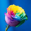 Colorful Rainbow Rose Valentine Lover Flower 50 PCS Seeds