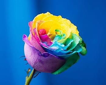 Colorful Rainbow Rose Valentine Lover Flower 50 PCS Seeds