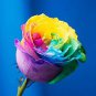Colorful Rainbow Rose Valentine Lover Flower 50 PCS Seeds