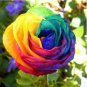 Colorful Rainbow Rose Valentine Lover Flower 50 PCS Seeds