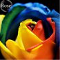 Colorful Rainbow Rose Valentine Lover Flower 50 PCS Seeds