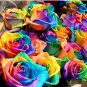 Colorful Rainbow Rose Valentine Lover Flower 50 PCS Seeds