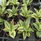 Colorful Sansevieria Seeds Bonsai Potted Balcony Indoor Plants 100 PCS Seeds Colorful Sansevieria Seeds Bonsai Potted Balcony Indoor Plants 100 PCS Seeds