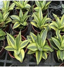 Colorful Sansevieria Seeds Bonsai Potted Balcony Indoor Plants 100 PCS Seeds