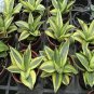 Colorful Sansevieria Seeds Bonsai Potted Balcony Indoor Plants 100 PCS Seeds