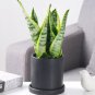 Colorful Sansevieria Seeds Bonsai Potted Balcony Indoor Plants 100 PCS Seeds