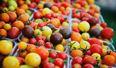 Colorful Small Cherry Tomato Organic 20 PCS Seeds