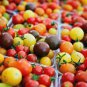 Colorful Small Cherry Tomato Organic 20 PCS Seeds