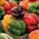 Colorful Sweet Pepper High-quality Multicolored Pepper 25 PCS Seeds Colorful Sweet Pepper High-quality Multicolored Pepper 25 PCS Seeds