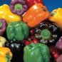 Colorful Sweet Pepper High-quality Multicolored Pepper 25 PCS Seeds