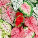 Colorful Thailand Caladium Flower Bonsai 100 PCS Seeds