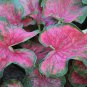 Colorful Thailand Caladium Flower Bonsai 100 PCS Seeds