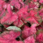 Colorful Thailand Caladium Flower Bonsai 100 PCS Seeds