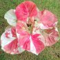 Colorful Thailand Caladium Flower Bonsai 100 PCS Seeds