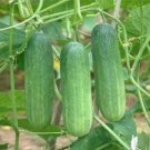 Combos Cucumbers Seeds organic green vegetables home garden fruits 9 PCS Seeds Combos Cucumbers Seeds organic green vegetables home garden fruits 9 PCS Seeds